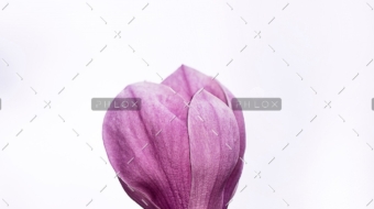 demo-attachment-58-erda-estremera-572432-unsplash-1