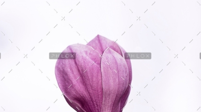 demo-attachment-58-erda-estremera-572432-unsplash-1