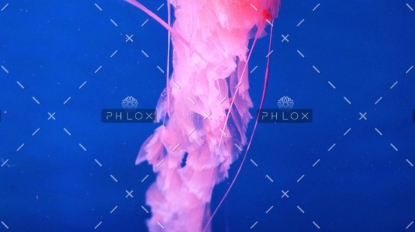 demo-attachment-309-pan-da-chuan-219195-unsplash